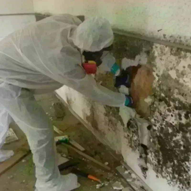 Mold Remediation and Removal in Mount Pulaski, IL